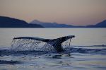 Photo Humpback Whale