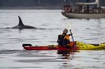 Orca Whale Watching By Kayak Northern Vancouver Island BC Canada