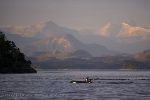 Orca Whale With British Columbia Coast Landscape