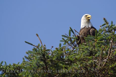 Photo: Bald Eagle Vancouver Island