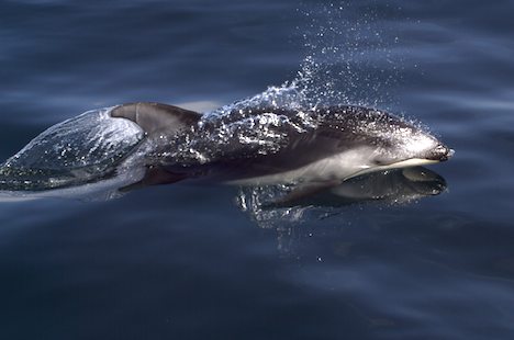 Photo: Pacific White Sided Dolphin