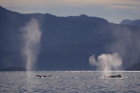 Photo: Humpback Whales