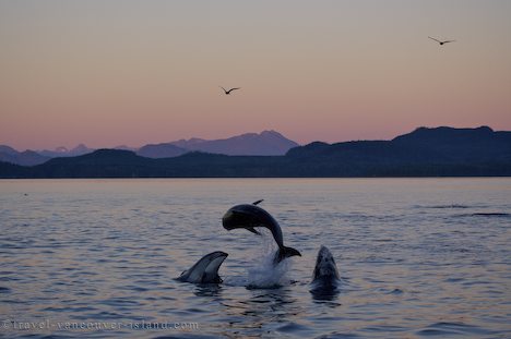 Photo: Pacific White Sided Dolphins