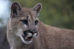 Photo Information Cougar Mountain Lion Felis Concolor
