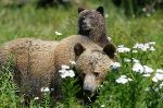 Photo Grizzly Bears Of Knight Inlet British Columbia