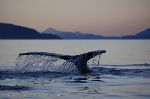 Humpback Whale