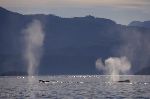 Photo Humpback Whales