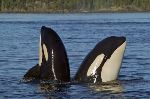 Two cute northern resident orca whales poke their heads out of the water in Johnstone Strait, BC - a typical trait called spyhopping.