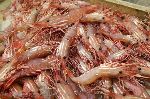 Photo Prawns