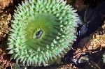 Photo Sea Anemone Picture Raft Cove Provincial Park