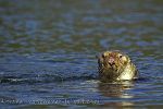 Sea Otter