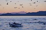Photo Sunset Dolphins Johnstone Strait BC