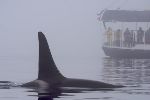 Photo Whale Watching Tour From Telegraph Cove