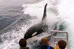 Photo Northern Vancouver Island Killer Whale Watching