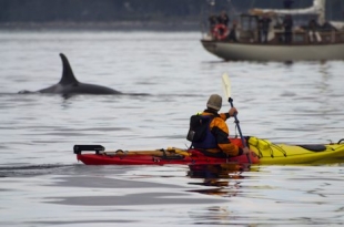 Orca whale watching off Northern Vancouver Island in British Columbia, Canada by kayak.
