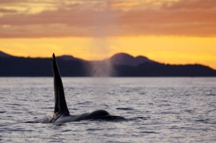 Orca Whale