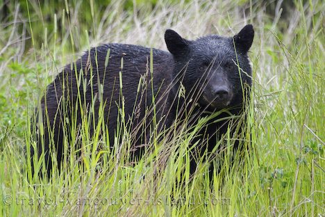Photo: Black Bear BC