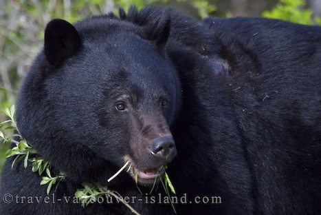 Photo: Black Bear Vancouver Island