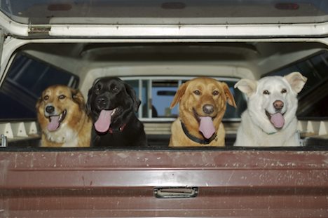 Photo: Cute Dogs Northern Vancouver Island