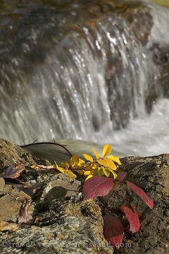Photo: Fall Leaves Vancouver Island