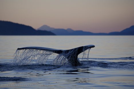 Photo: Humpback Whale