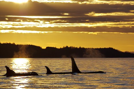 Photo: Killer Whales Vancouver Island