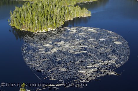 Photo: Logging Industry Vancouver Island British Columbia