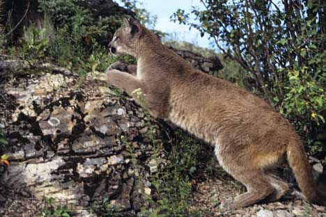 Photo: Mountain Lion Cougar Behaviour