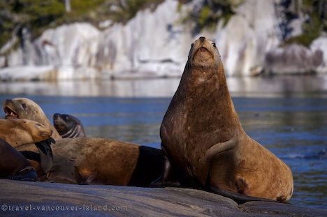 Photo: Steller Sea Lion