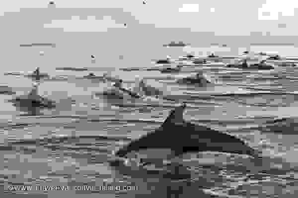 Photo: Dolphin And Whale Watching Tour
