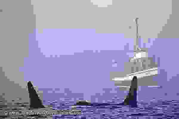 Photo: Killer Whale Watching In British Columbia Canada
