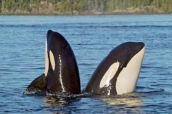 Picture of two orca whales spyhopping off the coast of Vancouver Island, British Columbia